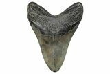 Fossil Megalodon Tooth - South Carolina #272472-2